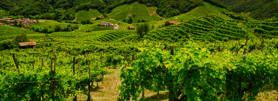 Le colline del vino
