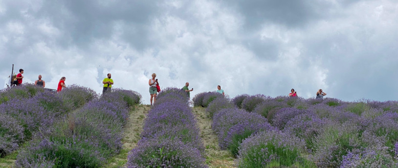 Aperitivo nella lavanda Aperitivo nella lavanda