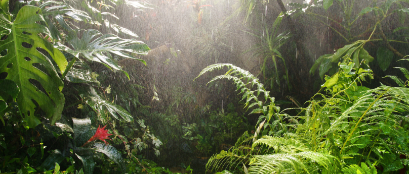 Riapre la Serra Tropicale