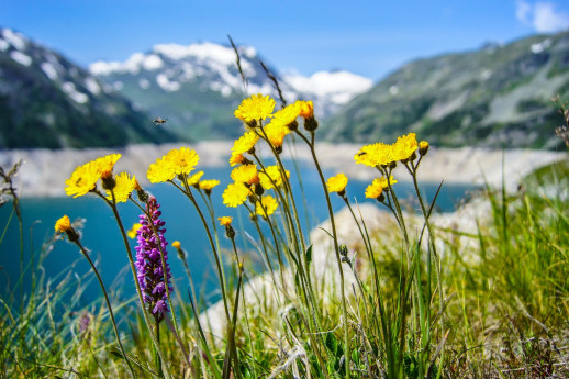 Serata naturalistica. Gli adattamenti delle specie vegetali alla quota