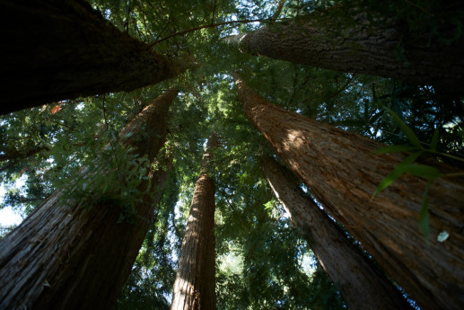 Letture nel bosco