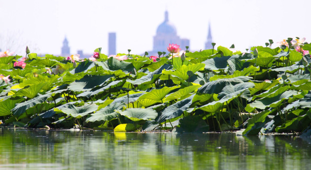 Navigazione da Mantova a Grazie tra i fiori di loto