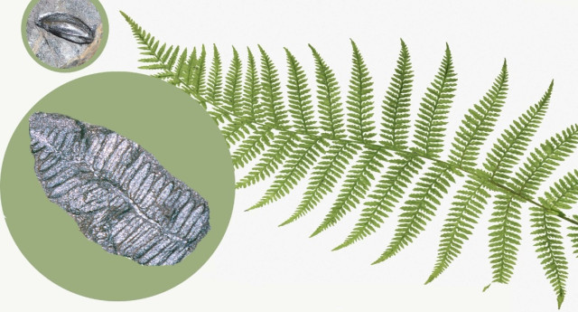 Il nostro mondo 300 milioni di anni fa svelato dalle rocce e dai fossili del carbonifero della Val Sanagra Conferenza