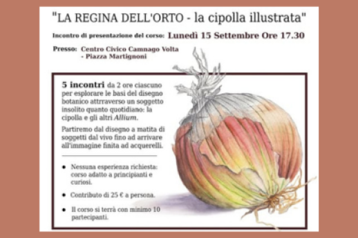 La regina dell'orto - la cipolla illustrata