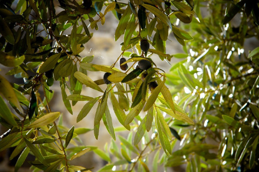 L'Oliveto e la Bellezza Nascosta