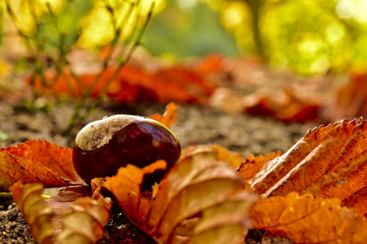 Chestnuts at the Lake Como Adventure Park