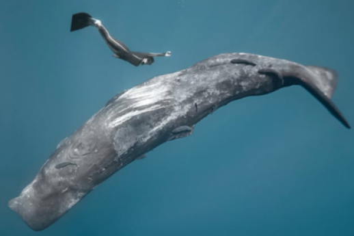 Ocean film festival