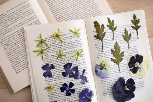 Licenza: CC0 | Crediti: CC0