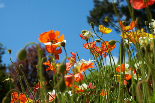 Open day per volontari