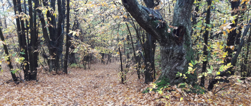 Il sentiero dei castagni secolari