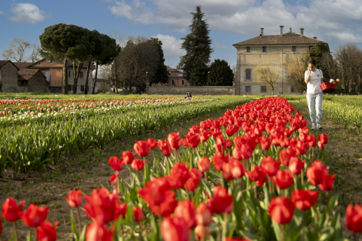 Tulipani a Groppello
