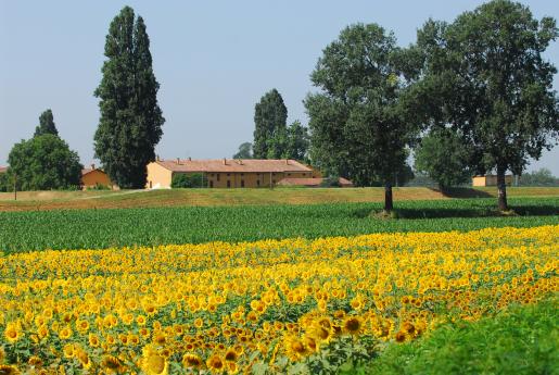 Un campo di girasoli nella campagna cremonese