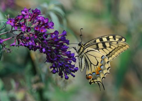 Farfalla BioBlitz2026
