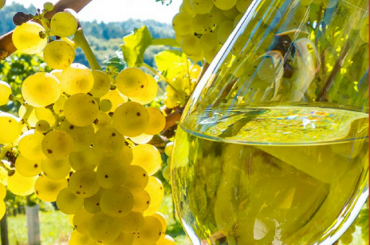 Mais senza Vino Mais senza Vino