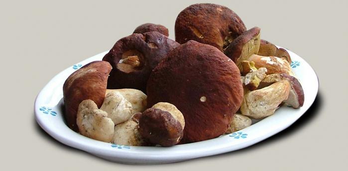 Mushroom Festival Mushroom Festival