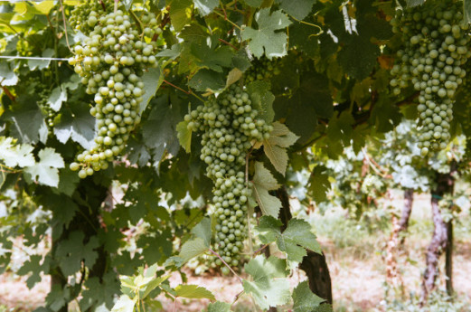 Cantine Aperte in Vendemmia Cantine Aperte in Vendemmia