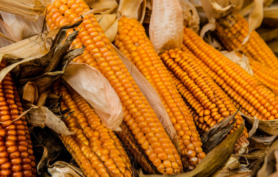 La sagra del Melgotto La sagra del Melgotto