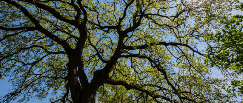 Park von Bosco delle Querce