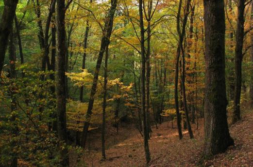 Bosque de Suzzara