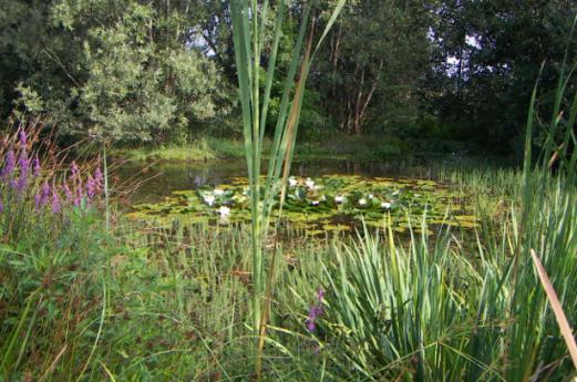 Oasis de Montorfano