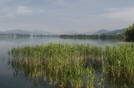 L’area protetta della Palude Brabbia nel varesotto