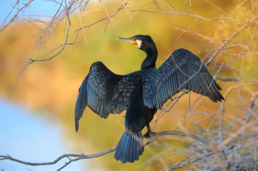 Sulle ali dell’inverno Riserva Naturale della Vallazza, Natura Lombardia