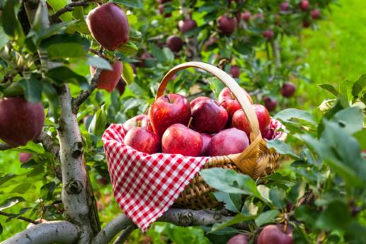 Manzanas Manzanas