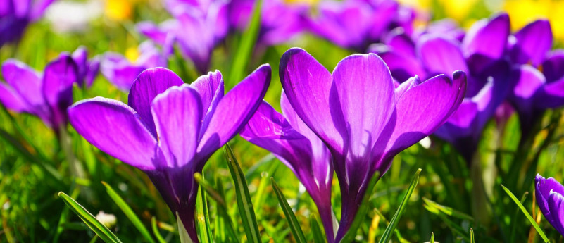 Fioriture in Lombardia