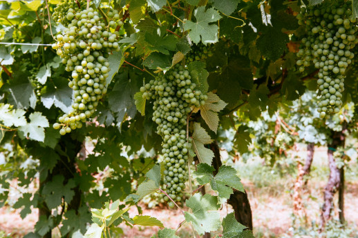 San Colombano DOP Bianco San Colombano DOP Bianco