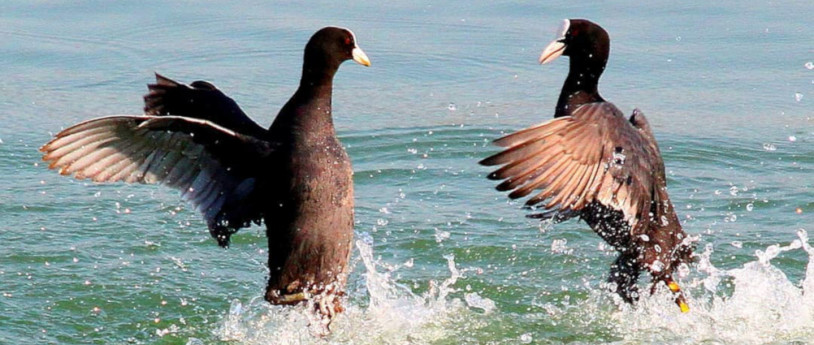 Birdwatching en Lombardie