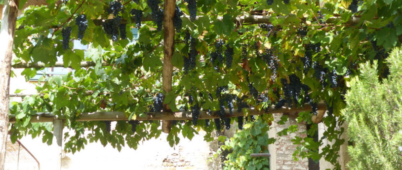 Teodolinda, il vino e le vigne scomparse Teodolinda, il vino e le vigne scomparse
