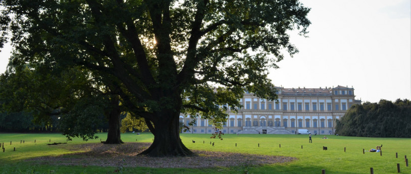 Viaggio tra i 10 alberi più rappresentativi della Provincia di Monza e Brianza 