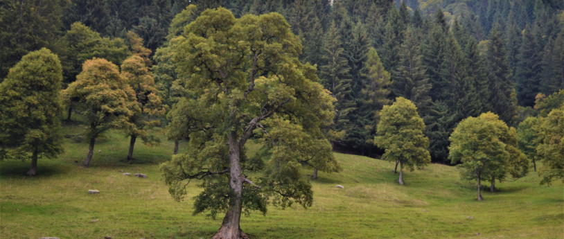 I 10 alberi monumentali più rappresentativi della Provincia di Bergamo
