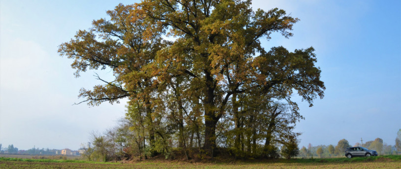 I 10 alberi monumentali da scoprire nella Provincia di Lodi