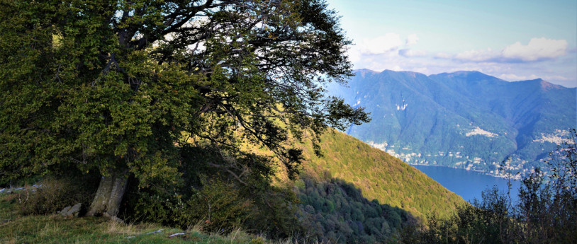 Monumental trees in Lombardy: 12 incredible specimens