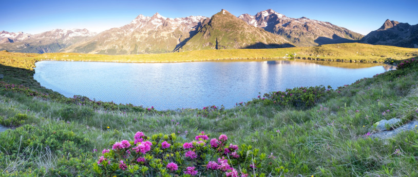 Fiori di maggio ad alta quota - in Lombardia