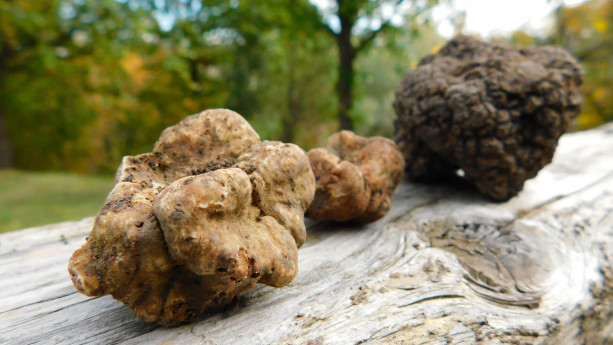Il Tartufo dell'Oltrepò Pavese Il Tartufo dell'Oltrepò Pavese