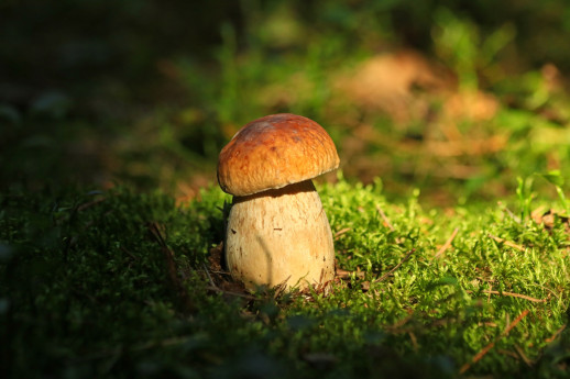 I Funghi I Funghi