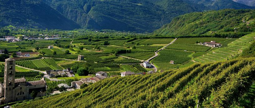 Vineyards in Sondrio in Valtellina