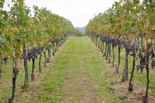 A spasso sulla Maresana