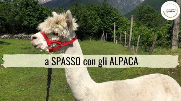 A spasso con gli alpaca A spasso con gli alpaca