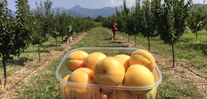 Cogli i frutti... di Bergamo