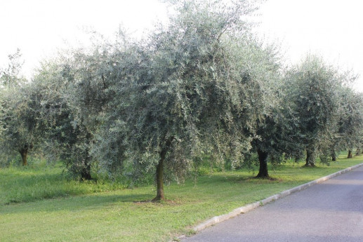 A Clusane d’Iseo, l’olio con vista lago