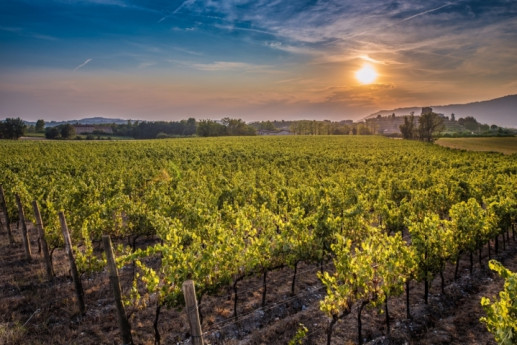 Un giorno tra Franciacorta e Montisola - Con mezzi propri Un giorno tra Franciacorta e Montisola - Con mezzi propri