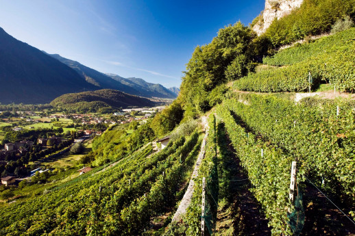 Trekking tra le Vigne Trekking tra le Vigne