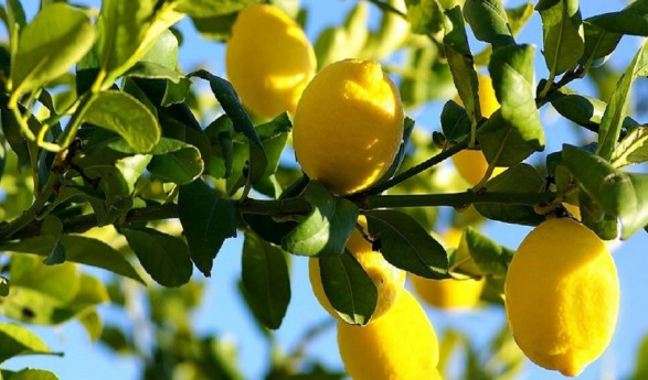 Lago di Garda tra olio, vino e limoncello in due giorni