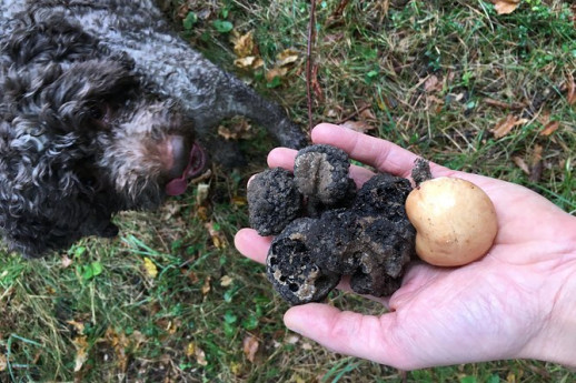 Raccolta di tartufi e funghi con lo chef Luigi Gandola a Bellagio