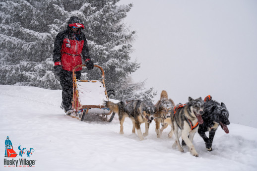 La bellezza dello sleddog in Valtellina