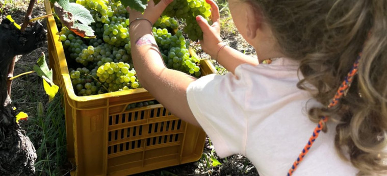 Vendemmia Didattica con Picnic in Vigna sul Lago di Garda Vendemmia Didattica con Picnic in Vigna sul Lago di Garda