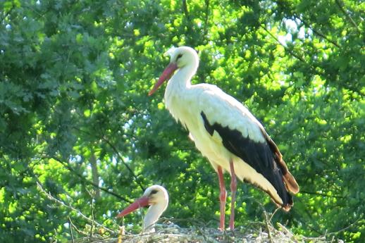 Nido di cicogna bianca